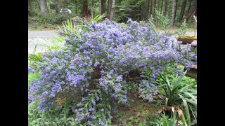 Drought tolerant California lilac with amazing Blue flowers [upl. by Zetta]