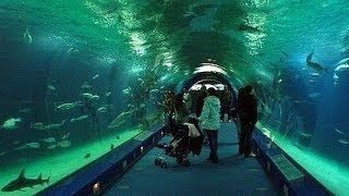 Aquarium Roquetas de Mar Almería [upl. by Allisirp879]