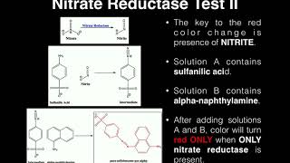 Microbiology  Nitrate Broth Nitrate Reduction Test [upl. by Ajed]