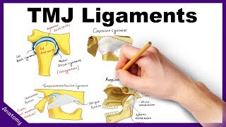 Temporomandibular Joint TMJ Ligaments  Anatomy amp Functions [upl. by Ecenahs]