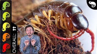 Giant Centipede The Best Pet Invertebrate [upl. by Sirahs]