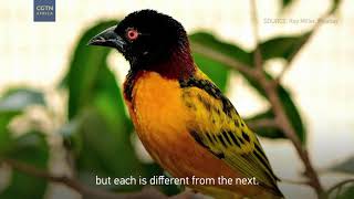 WEAVER BIRD The most populous globally [upl. by Azyl]