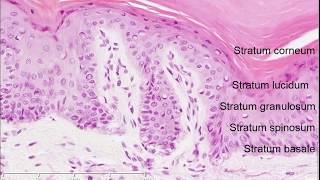 Histology of the Skin [upl. by Adnaval]