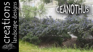 Ceanothus concha  13 Weeks Of CA Natives [upl. by Xilef]