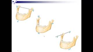 Lecture 7  Mandibular Movements [upl. by Budge]