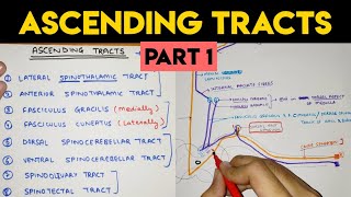 Ascending Tracts  1  Spinal Cord [upl. by Dumm]