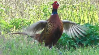 Jagdfasan auf Streifzug Phasianus colchicus [upl. by Anirehtac539]