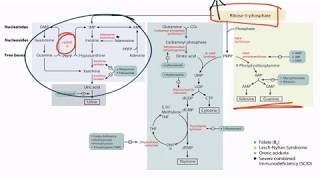 Purines amp Pyrimidines for the USMLE Step 1 [upl. by Willetta547]