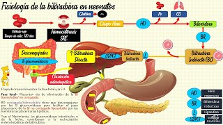 Ictericia neonatal Fisiológica y patológica👶 PEDIATRÍA [upl. by Virgina404]