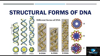 Structural Forms Of DNA [upl. by Aihsekram]