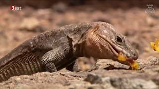 Täuschen und Tarnen  Über Lebenskünstler der Natur Doku HD [upl. by Akimat]