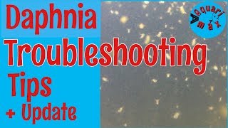 How to a Troubleshoot a Daphnia Culture [upl. by Suiramaj602]