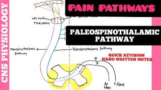 PAIN PATHWAYS  1  Paleospinothalamic Pathway  CNS  Physiology [upl. by Katine]