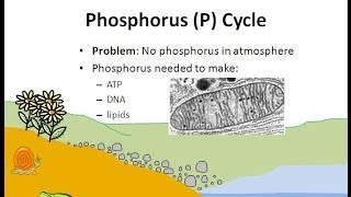 The Phosphorus Cycle [upl. by Ogdan]