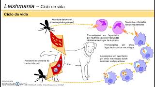 Leishmaniasis visceral  Ciclo de vida [upl. by Gambell666]