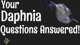 Daphnia Questions Answered [upl. by Eelloh343]