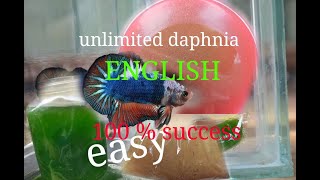 daphnia moina culture Easy way Unlimited production English  with sub Green water Chlorella [upl. by Sitof]