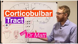 Corticobulbar Tract [upl. by Hadrian]