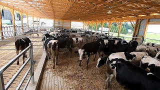 Moving Cattle into Brand New Barn [upl. by Claudette993]