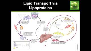 Statins and Cholesterol [upl. by Enyalb]