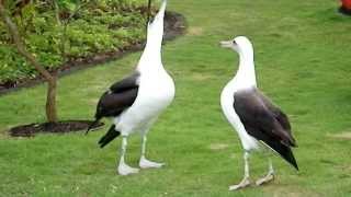 Laysan Albatross Courtship Dance [upl. by Wobniar375]