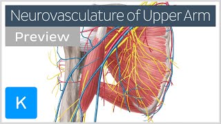 Arterias arteriolas vénulas y venas  Khan Academy en Español [upl. by Ellatsyrc]