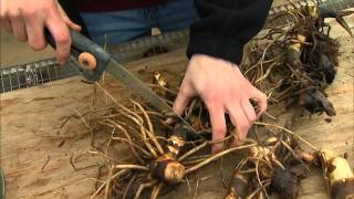 Dividing and Potting Stored Cannas [upl. by Adorne980]