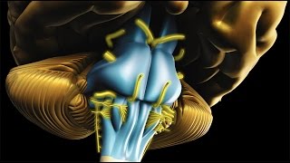 Neuroanatomy  The Brainstem [upl. by Ethyl]