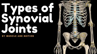 Types of Synovial Joints [upl. by Risay]