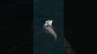 Smart Polar Bear Catches Beluga Whale [upl. by Enela]