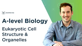 Eukaryotic Cell Structure amp Organelles  Alevel Biology  OCR AQA Edexcel [upl. by Terraj]