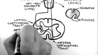 Spinal Pathways 4  Corticospinal Tract [upl. by Esinaej]