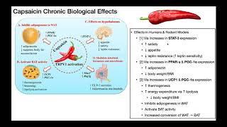 Capsaicin  Biosynthesis Mechanism amp Metabolism [upl. by Everett]