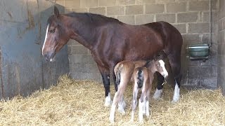 Meet the rare twin foals [upl. by Jolanta91]