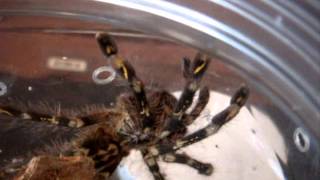 How to Tell Apart the Highlandlowland forms of Poecilotheria subfusca [upl. by Pierette]