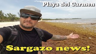 REPORTE SARGAZO DE PLAYA DEL CARMEN [upl. by Razaele741]