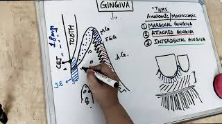 gingiva anatomy  part 1 Carranza [upl. by Nylicaj]