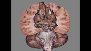 3D View Of Dissected Brain [upl. by Atinihs575]