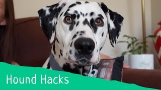 Hound Hacks Tip 9  How to Remove Dog Hair from Furniture [upl. by Niletac]