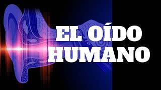 EL OÍDO HUMANO [upl. by Arondel]