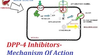 DPP4 Inhibitors  Mechanism Of Action [upl. by Ihcalam]