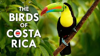 The Beautiful Birds Of Costa Rica  Animalogic Wild [upl. by Dagna]