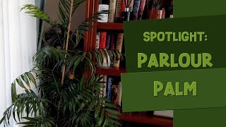 Parlour Palm Chamaedorea elegans Spotlight Care Guide amp Tips [upl. by Jemma]