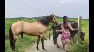 My sister training care her lovely horse in beginner 2021 [upl. by Heyward]