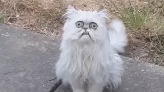 Weirdlooking cat Wilfred goes viral with Michael Rapaport voiceover [upl. by Allina84]