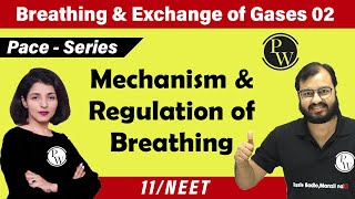 Breathing and Exchange of Gas  02  Mechanism and Regulation of Breathing Class 11 NEET [upl. by Abate336]