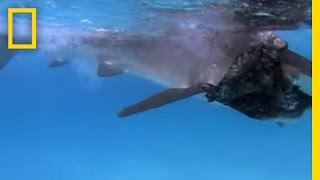 Tiger Shark vs Albatross  National Geographic [upl. by Aisile]