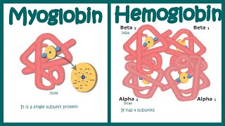 Hemoglobin vs Myoglobin [upl. by Fontana754]