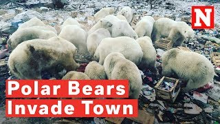 Polar Bears Invade Russian Arctic Town [upl. by Eitak]