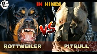 Rottweiler VS Pitbull  Hindi  COMPARISON  DOG VS DOG  HINGLISH FACTS [upl. by Ainoval]